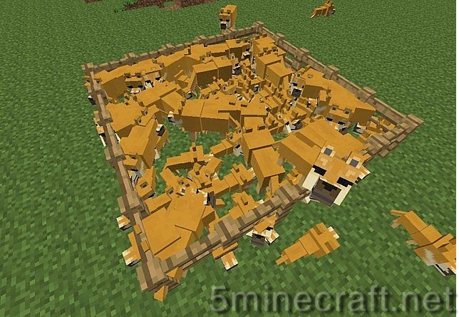 Doge-client-5.jpg